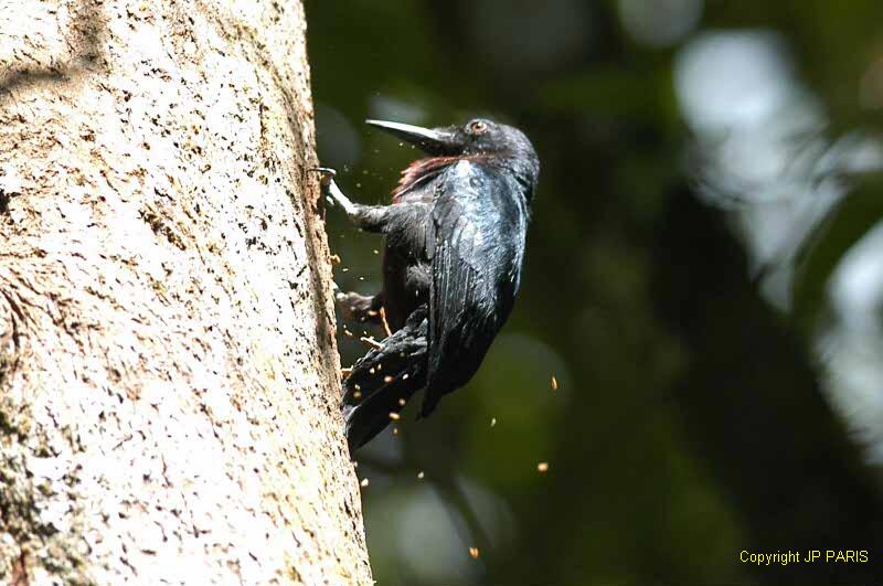 Melanerpes herminieri